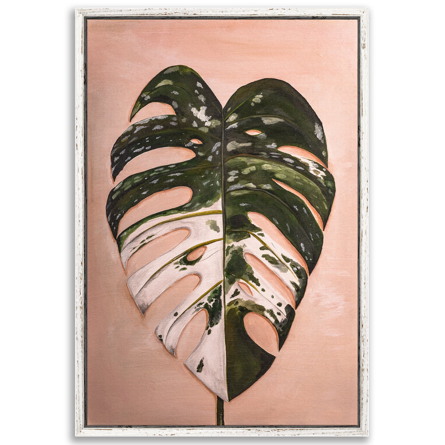 Monstera