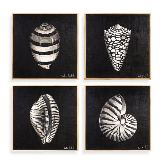 Seashell Collection 2
