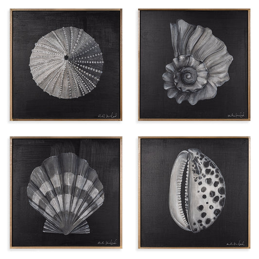 Seashell Collection 1